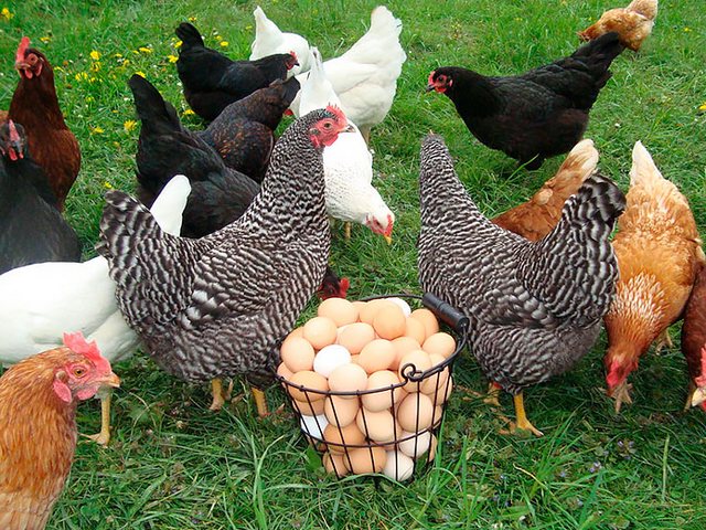 Содержание кур и уход за ними | ЗооТом - продажа, вязка и услуги для животных в Спас-Деменске