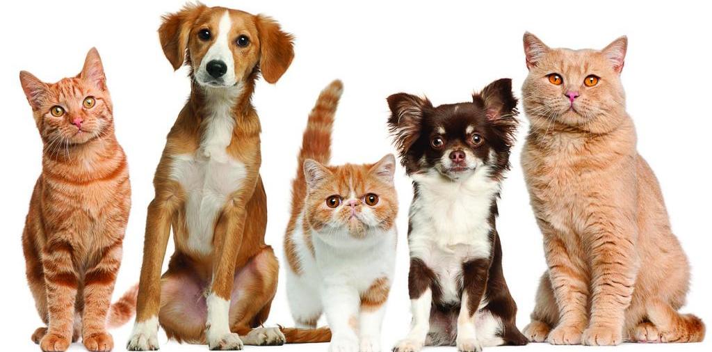 Доска объявлений о животных | ЗооТом - продажа, вязка и услуги для животных в Спас-Деменске