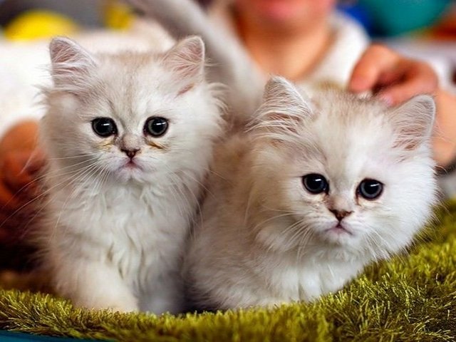 Породы кошек в Спас-Деменске | ЗооТом портал о животных
