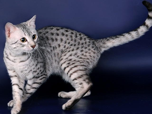 Породы кошек в Спас-Деменске | ЗооТом портал о животных
