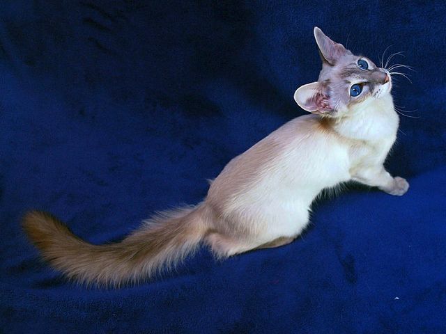 Выведенные породы кошек в Спас-Деменске | ЗооТом портал о животных