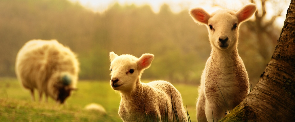 Объявления о сельскохозяйственных животных | ЗооТом - продажа, вязка и услуги для животных в Спас-Деменске