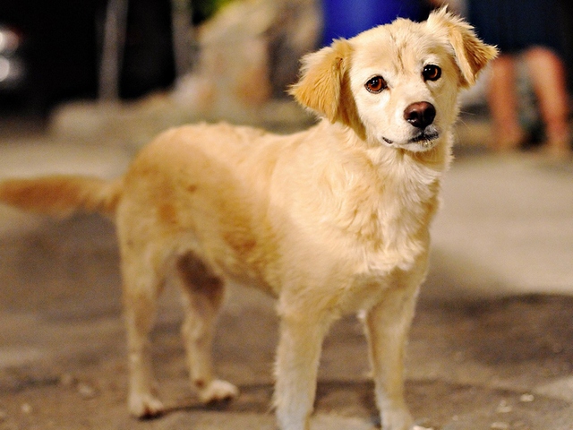Породы собак в Спас-Деменске | ЗооТом портал о животных