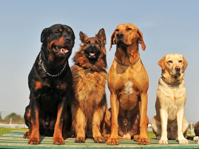 Крупные породы собак в Спас-Деменске | ЗооТом портал о животных
