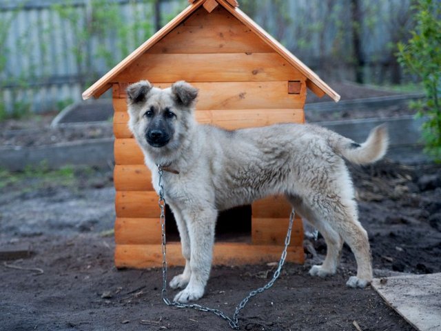 Все о собаках в Спас-Деменске Все о собаках в Спас-Деменске